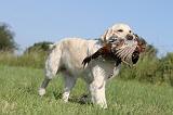 GOLDEN RETRIEVER 421